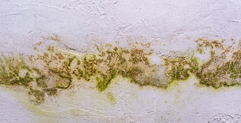 How To Stop Mold From Growing After Water Damage_